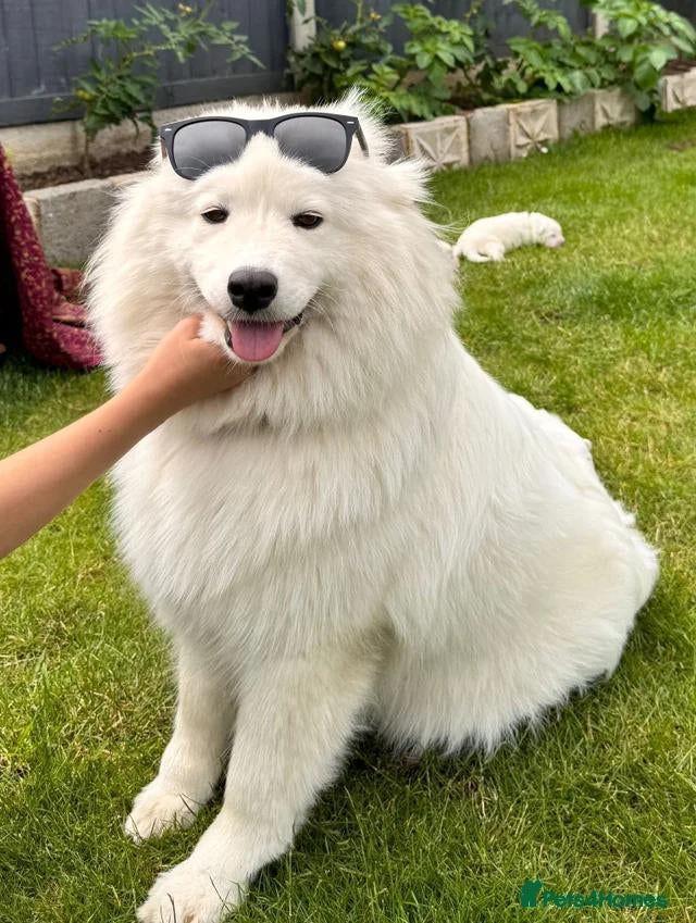Samoyed dogs 14 week old female samoyed  - Advert 5