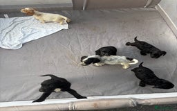 Cocker Spaniel dogs for sale: Show cocker spaniel puppies - Image 20