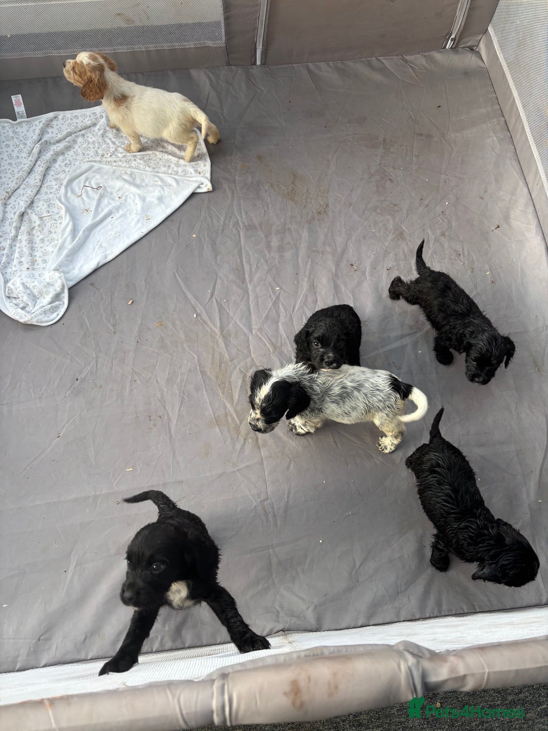 Cocker Spaniel dogs for sale: Show cocker spaniel puppies - Image 20