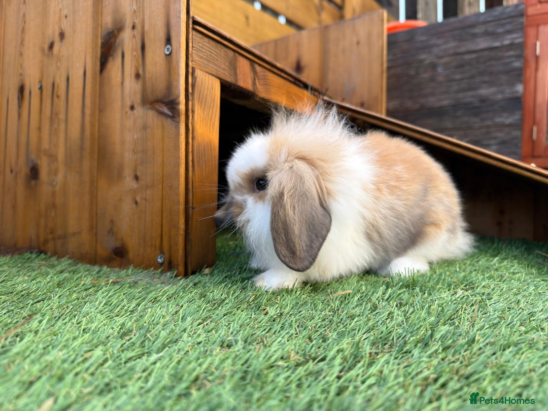 Mini Lion Lop rabbits for sale: Baby lion lops  - Advert 4