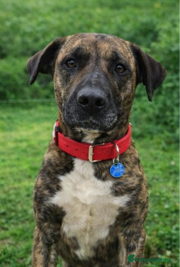 ️🚨URGENT🚨‼️ ALMA🩷🐾 Around 5 years — Mixed Breed