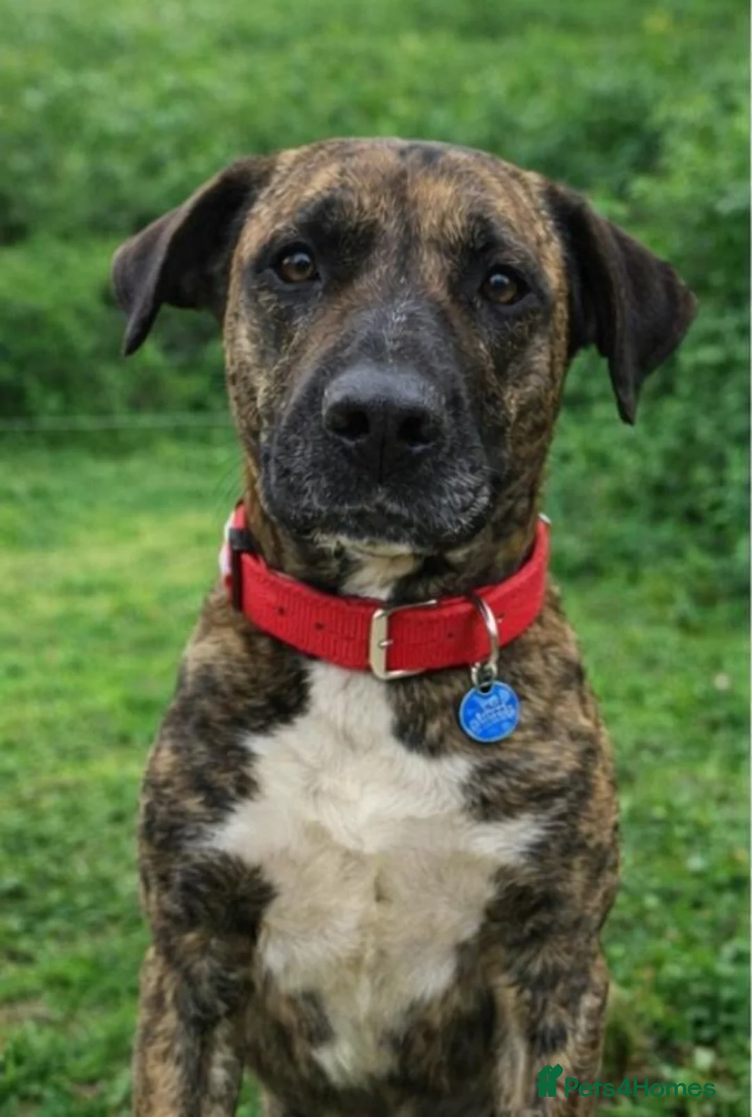 Mixed Breed dogs for adoption: ‼️🚨URGENT🚨‼️ ALMA🩷🐾 Around 5 years  - Advert 5