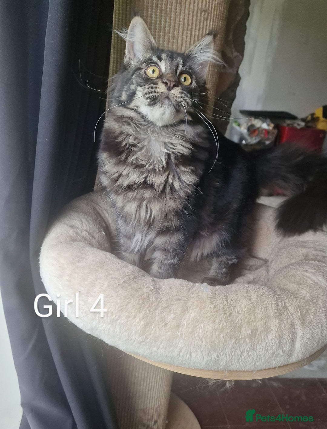 Maine Coon cats for sale: 6 month Mianecoon kitten for sale  - Image 7
