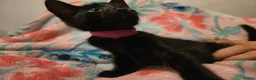 Mixed Breed cats for sale: 7 beautiful kittens - Advert 30
