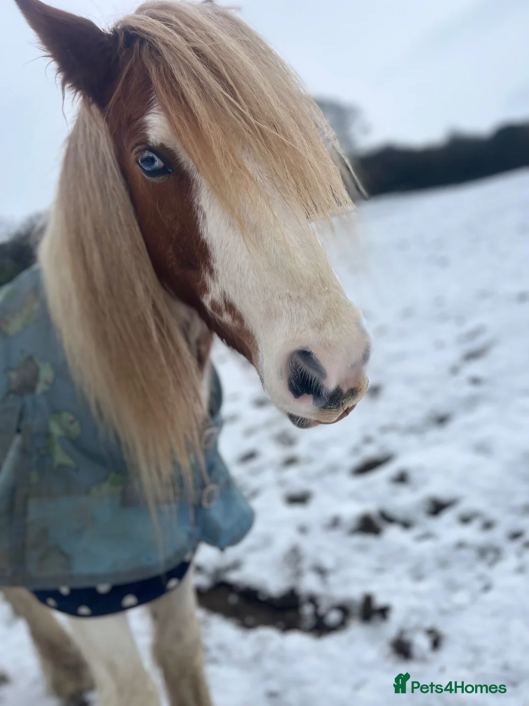 Irish Cob horses for sale: Spirit in Macclesfield - Advert 2
