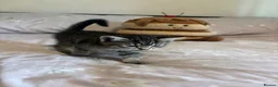 Domestic Shorthair cats for sale: Gorgeous, friendly kittens - Advert 4