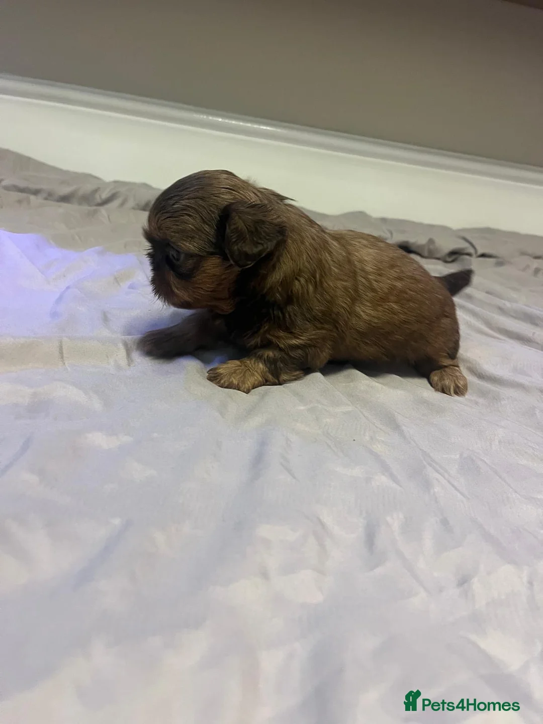 Shih Tzu dogs for sale: Stunning imperials - Advert 1