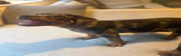 Mixed Breed dogs for sale: 6 Rottweiler catahoula bully puppies  - Advert 34