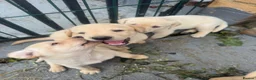 Labrador Retriever dogs for sale: Labrador golden puppies. KC registered  - Advert 8
