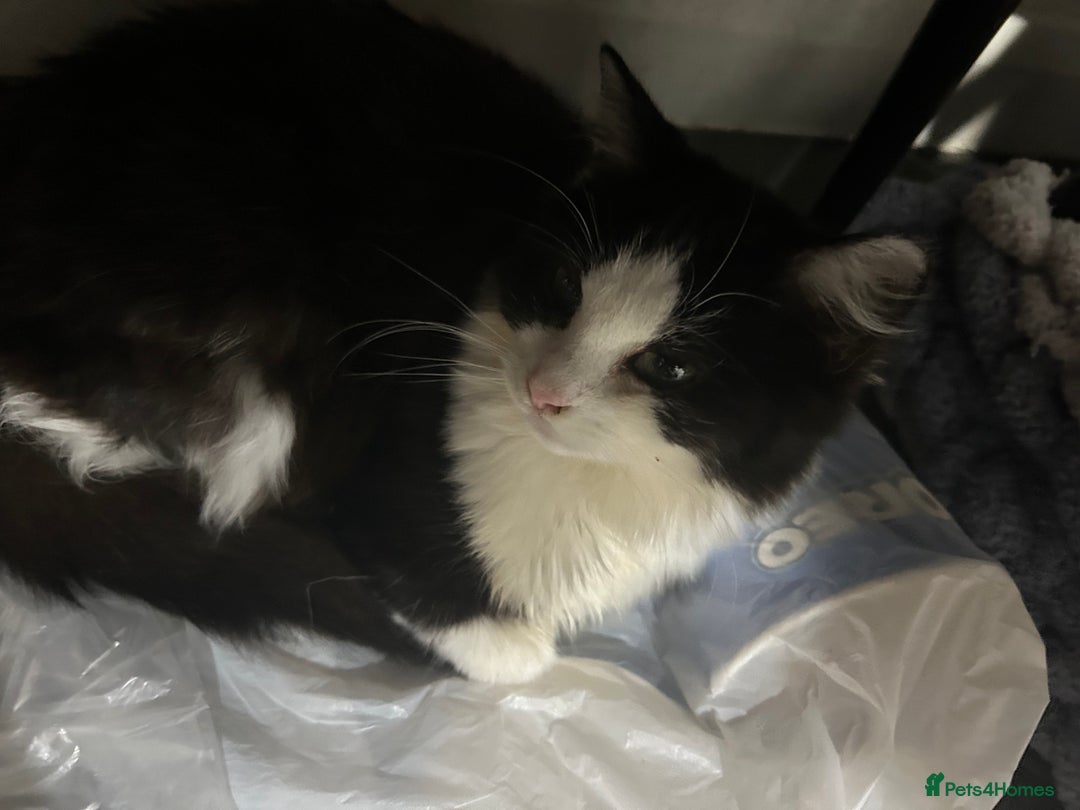 Mixed Breed cats for sale: Two females for sale  - Advert 6