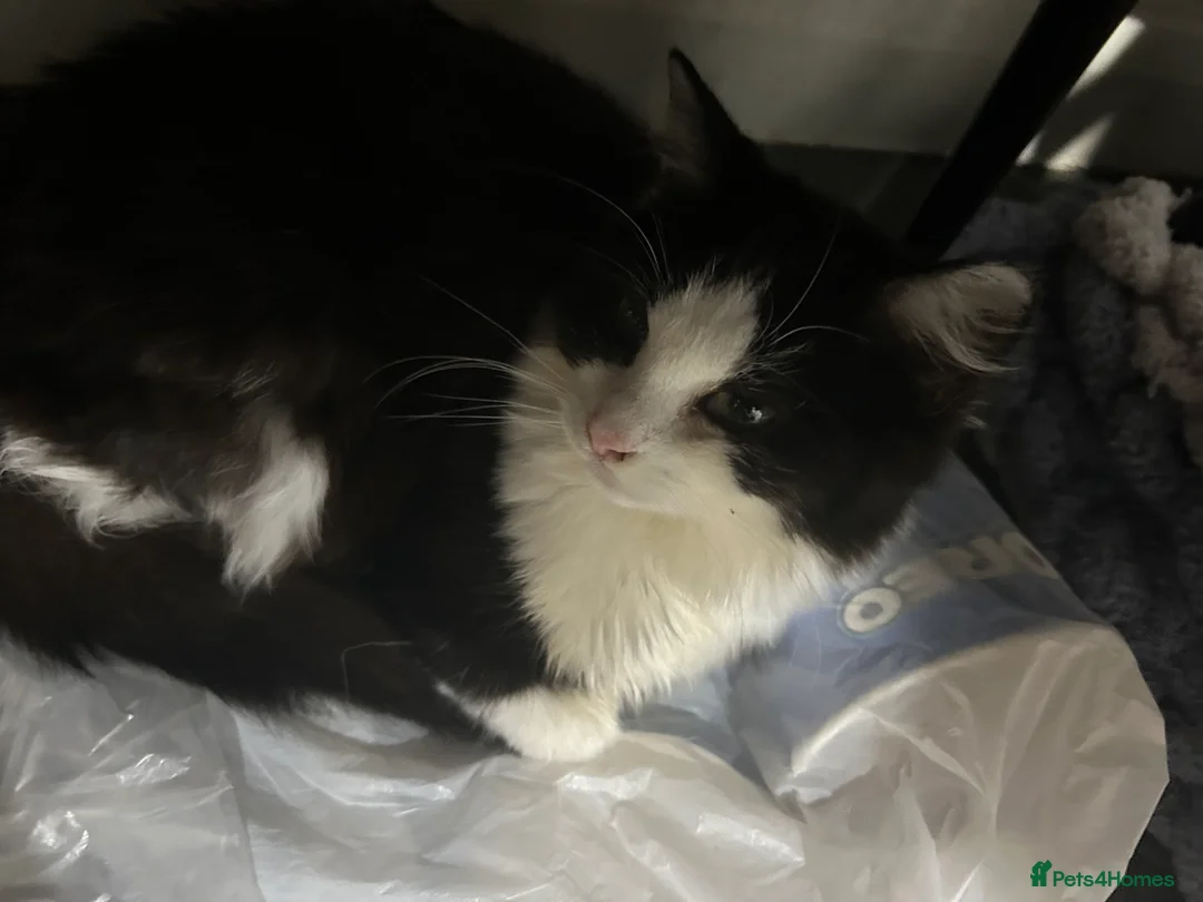 Mixed Breed cats for sale: Two females for sale  - Advert 6