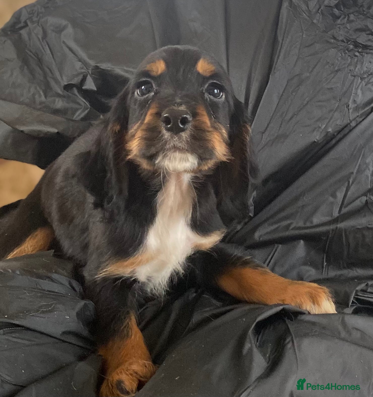 Cocker Spaniel dogs Beautiful letter of working Cocker spaniel’s - Advert 5