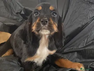 Cocker Spaniel dogs Beautiful letter of working Cocker spaniel’s - Advert 5