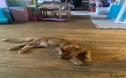 Maine Coon cats for sale: Gato needs a new home  - Image 5