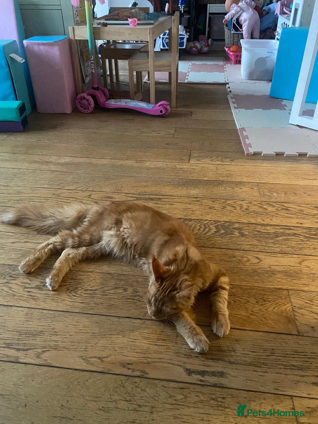 Maine Coon cats for sale: Gato needs a new home  - Image 5