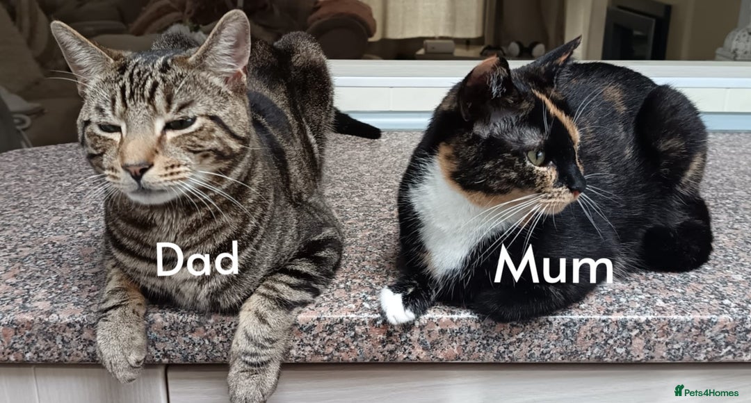 Mixed Breed cats for sale: 2 kittens left! Beautiful Mixed-Breed Kittens  in Faversham - Image 11