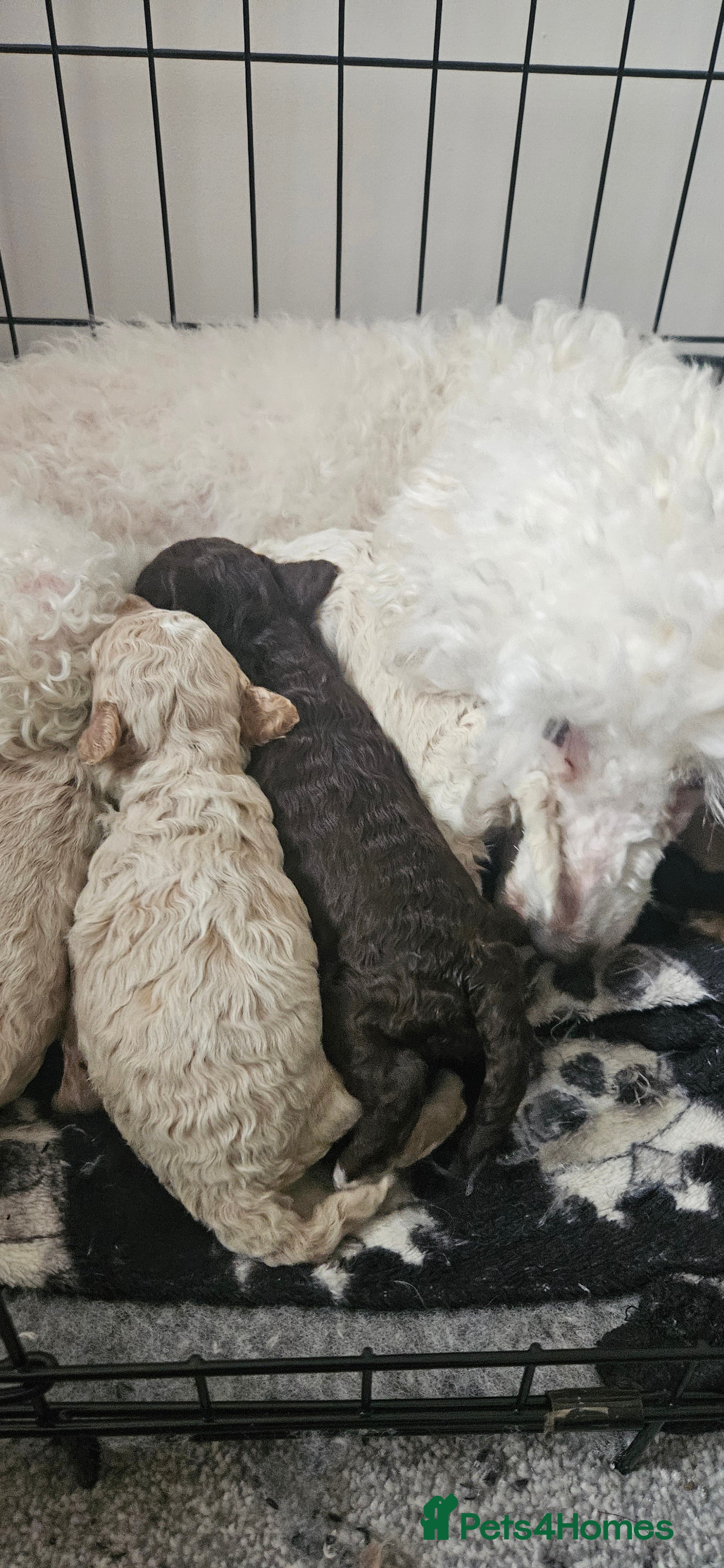 Toy Poodle dogs Beautiful Toy Poodles - Advert 11