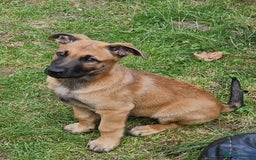 Belgian Shepherd Dog dogs for sale: Belgian malinois puppy - Image 3
