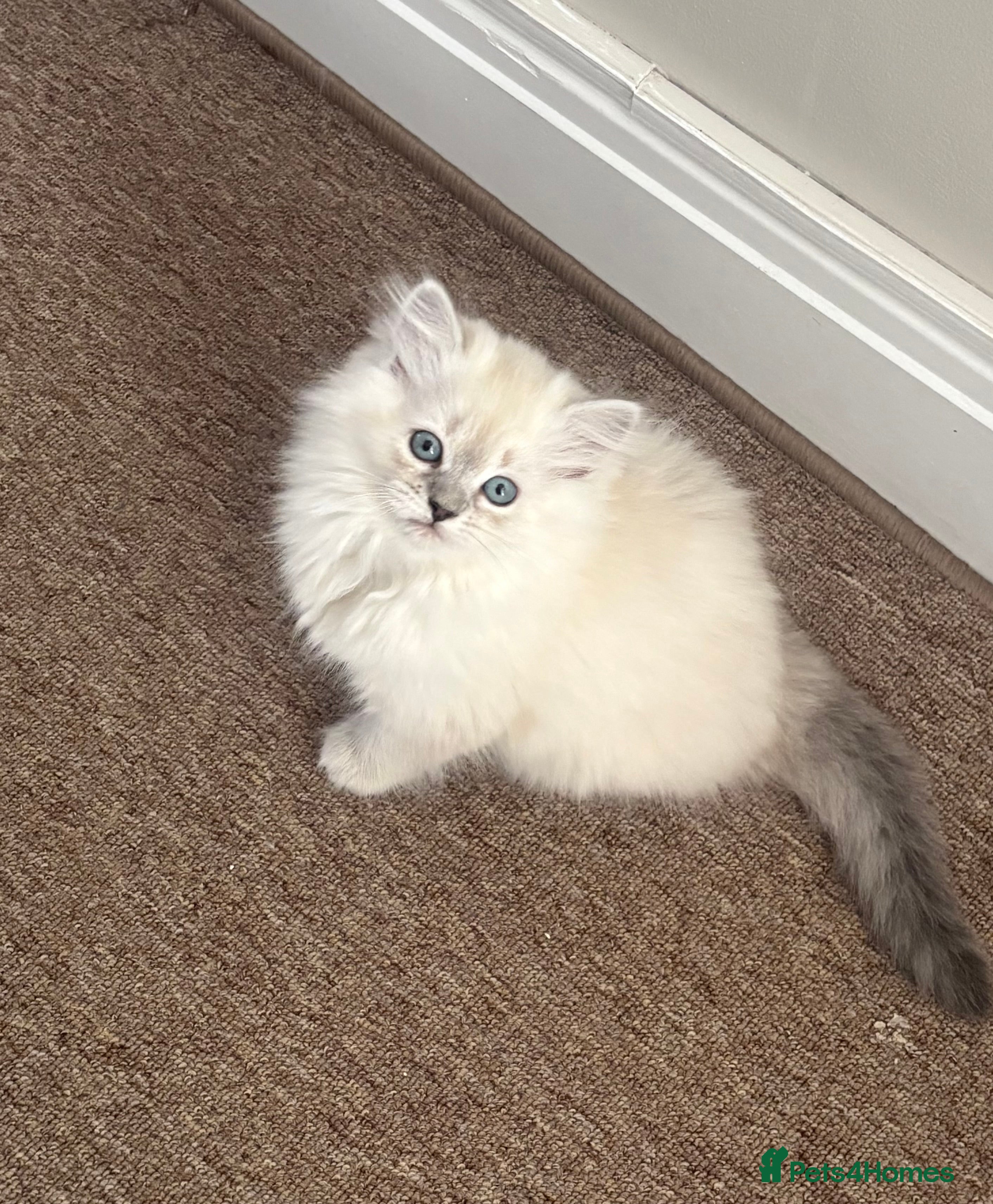 Ragdoll cats Ragdoll kitten  - Advert 2