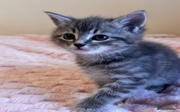 Ragdoll cats for sale: Ragdoll Cross Maine Coon Kitten - Image 14
