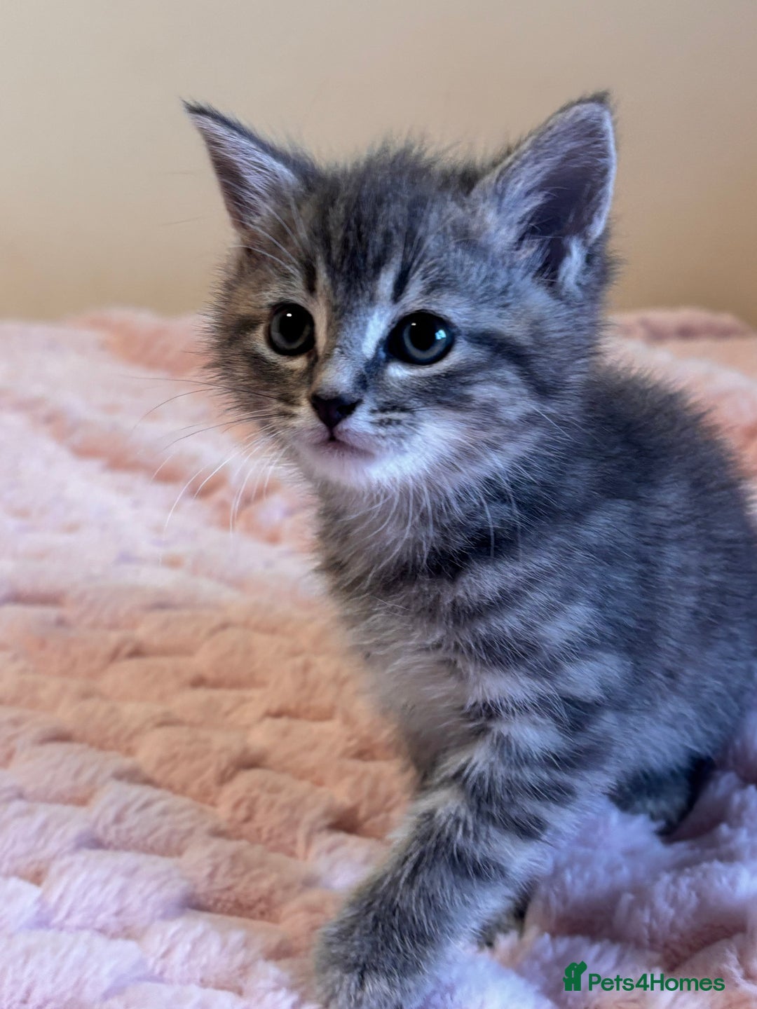 Ragdoll cats for sale: Ragdoll Cross Maine Coon Kitten - Image 14