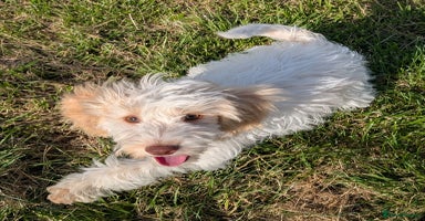 Cockapoo dogs in Rugby - Advert 10