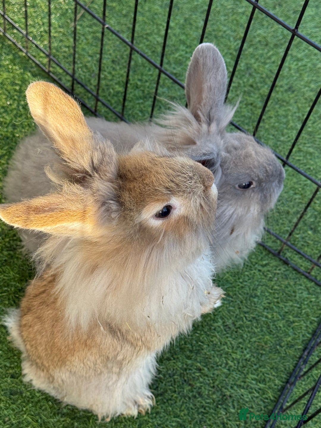 Mixed Breed rabbits for sale: Baby rabbits ready now  - Advert 11