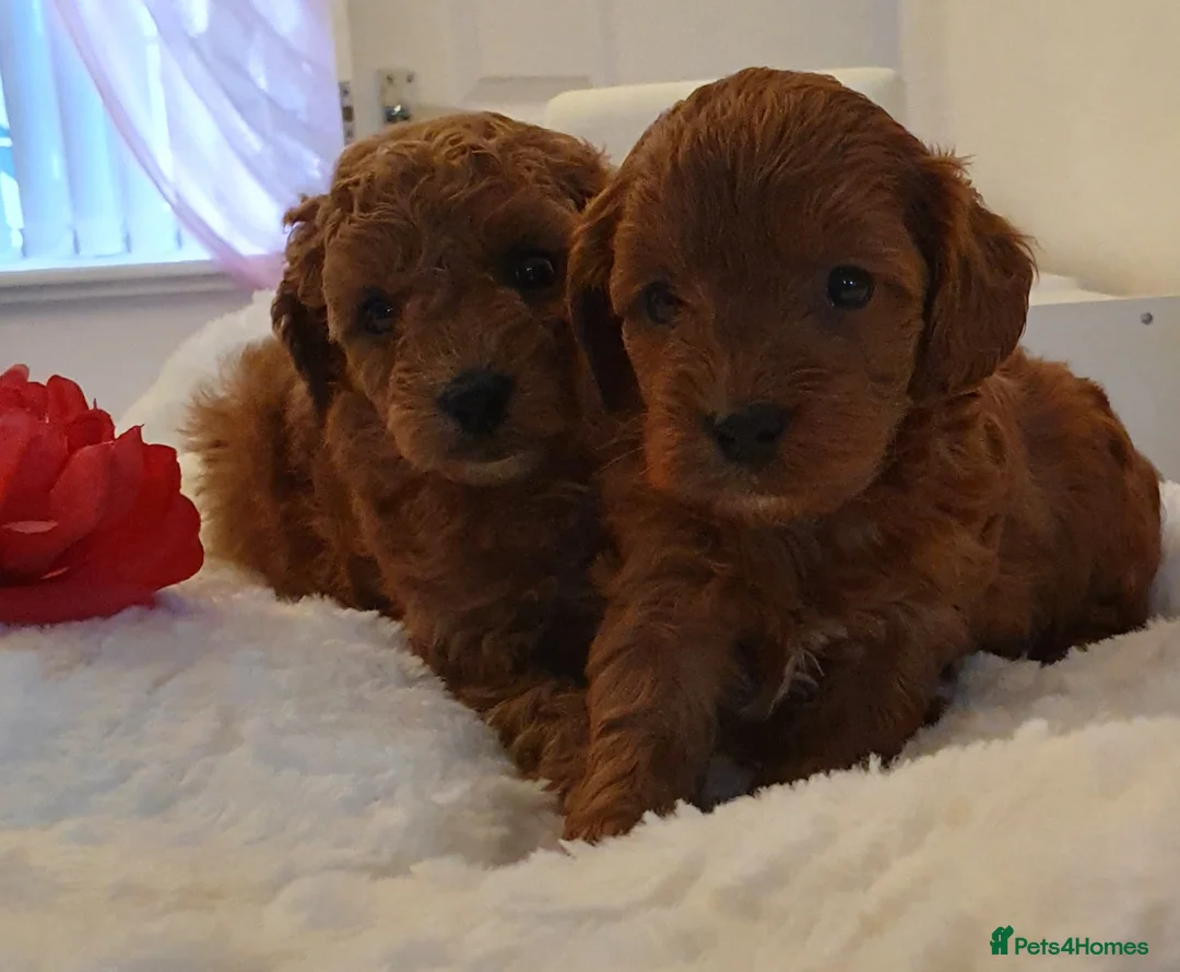 Toy Poodle dogs for stud: Toy poodle ,( stud only not for sale)  in Pontypool - Advert 9