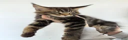 Maine Coon cats for sale: 3 Beautiful Russian import kittens TICA  - Advert 4