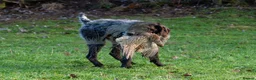 German Wirehaired Pointer dogs for stud: MILVUSTREE MARITIMUS AT HUNTSTAFF at stud  in Tenbury Wells - Advert 2