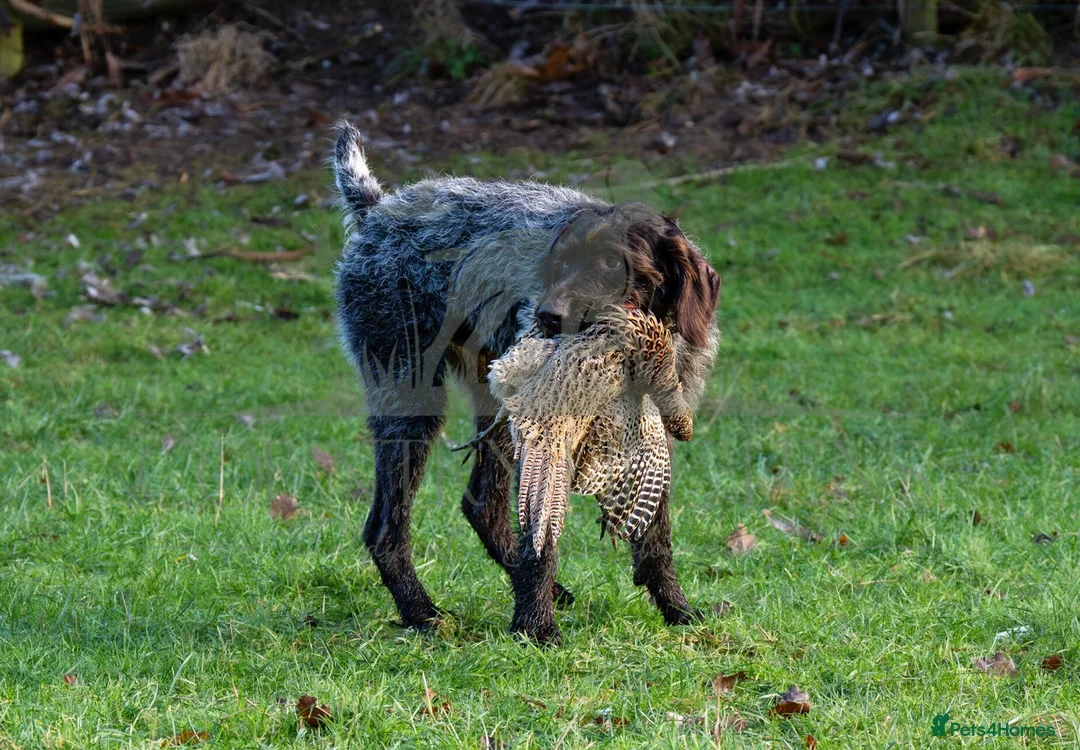 German Wirehaired Pointer dogs for stud: MILVUSTREE MARITIMUS AT HUNTSTAFF at stud  in Tenbury Wells - Advert 2
