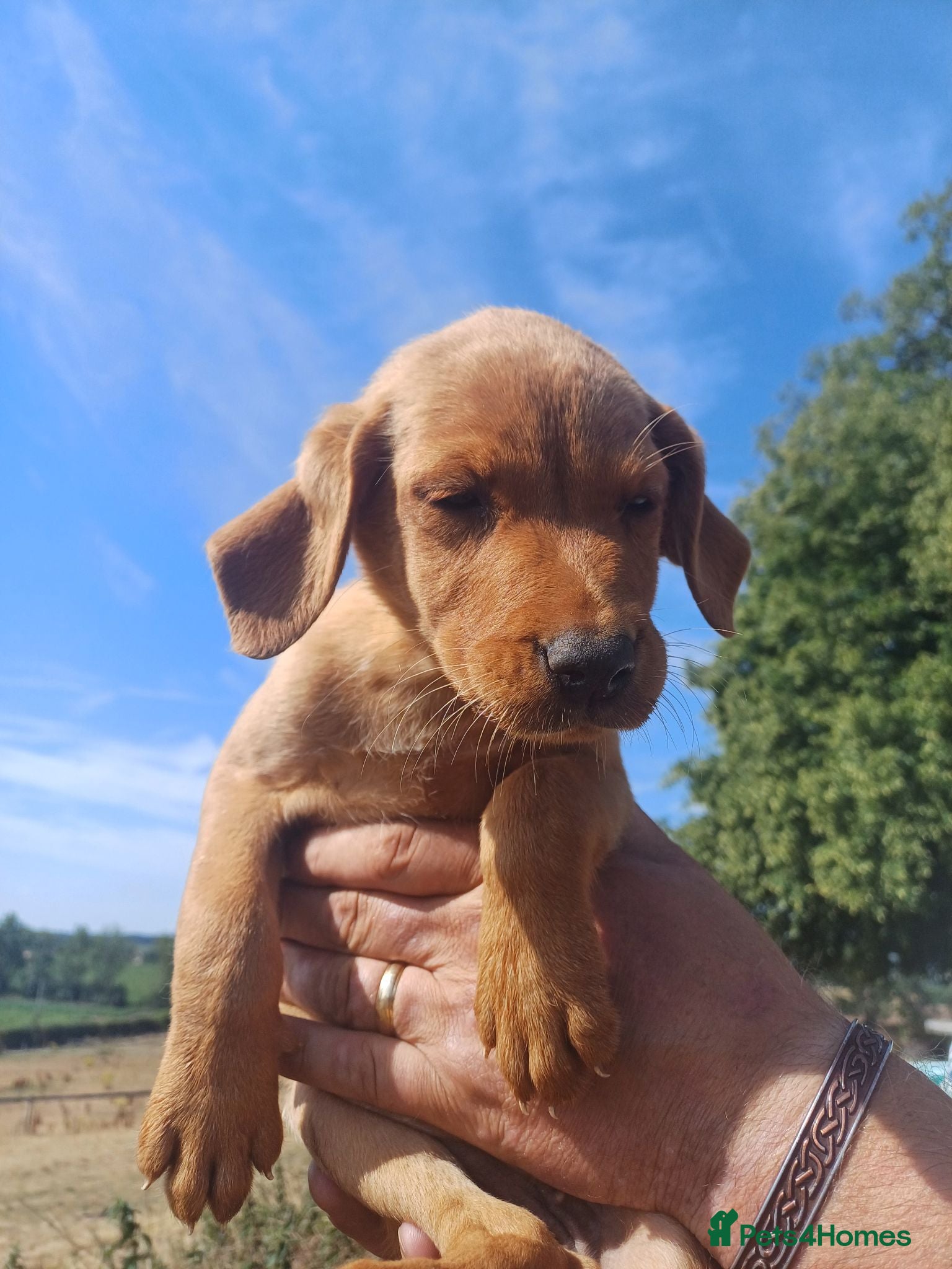 Springador dogs Fox Red and Black Springador Pups - Advert 1