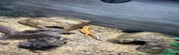 Leopard Gecko reptiles for sale: Leopard Gecko with full set up - Advert 6