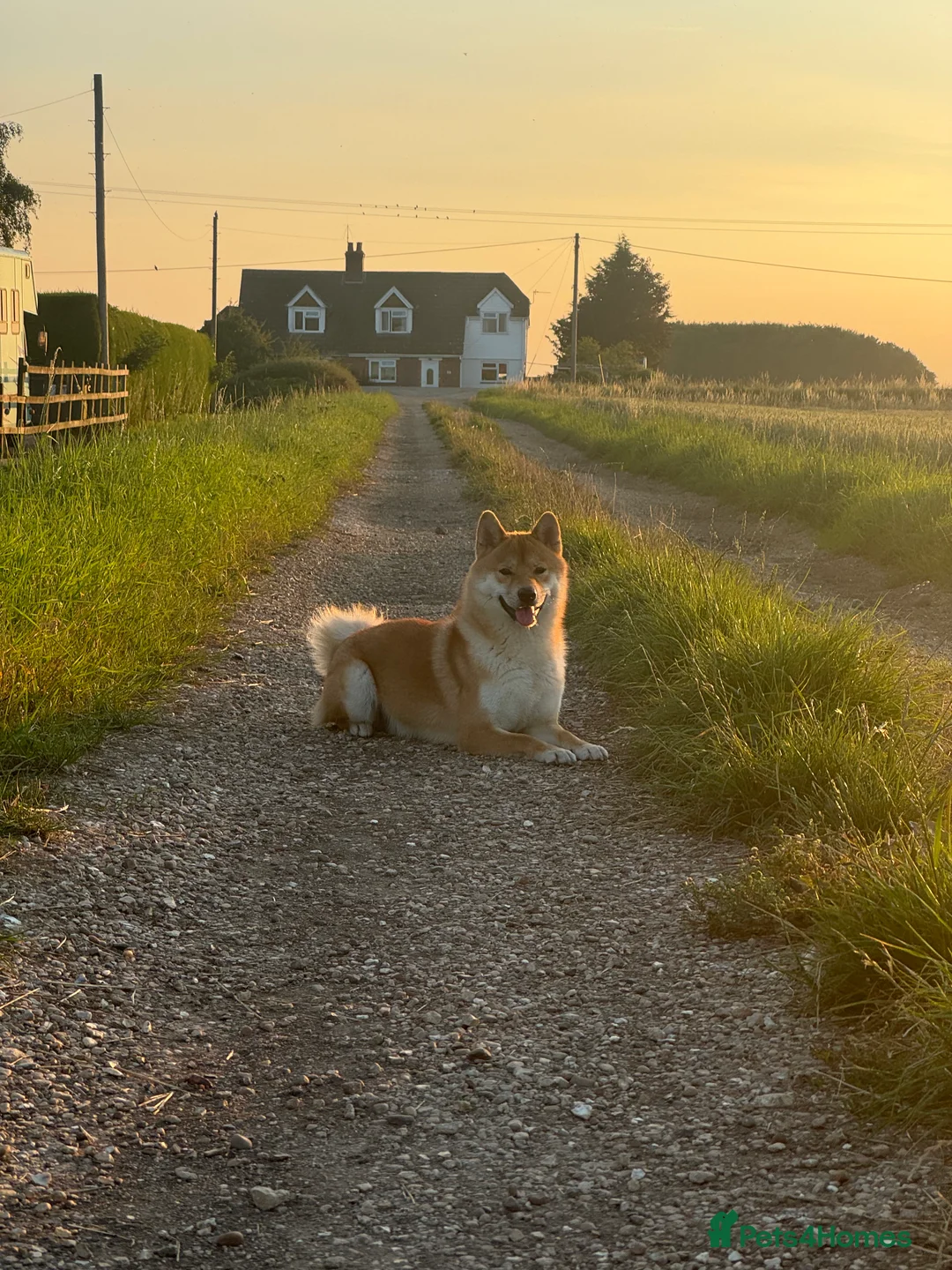 Japanese Shiba Inu dogs for stud: Multiple Proven Shiba Inu Champion Stud 24 month in Leeds - Advert 7