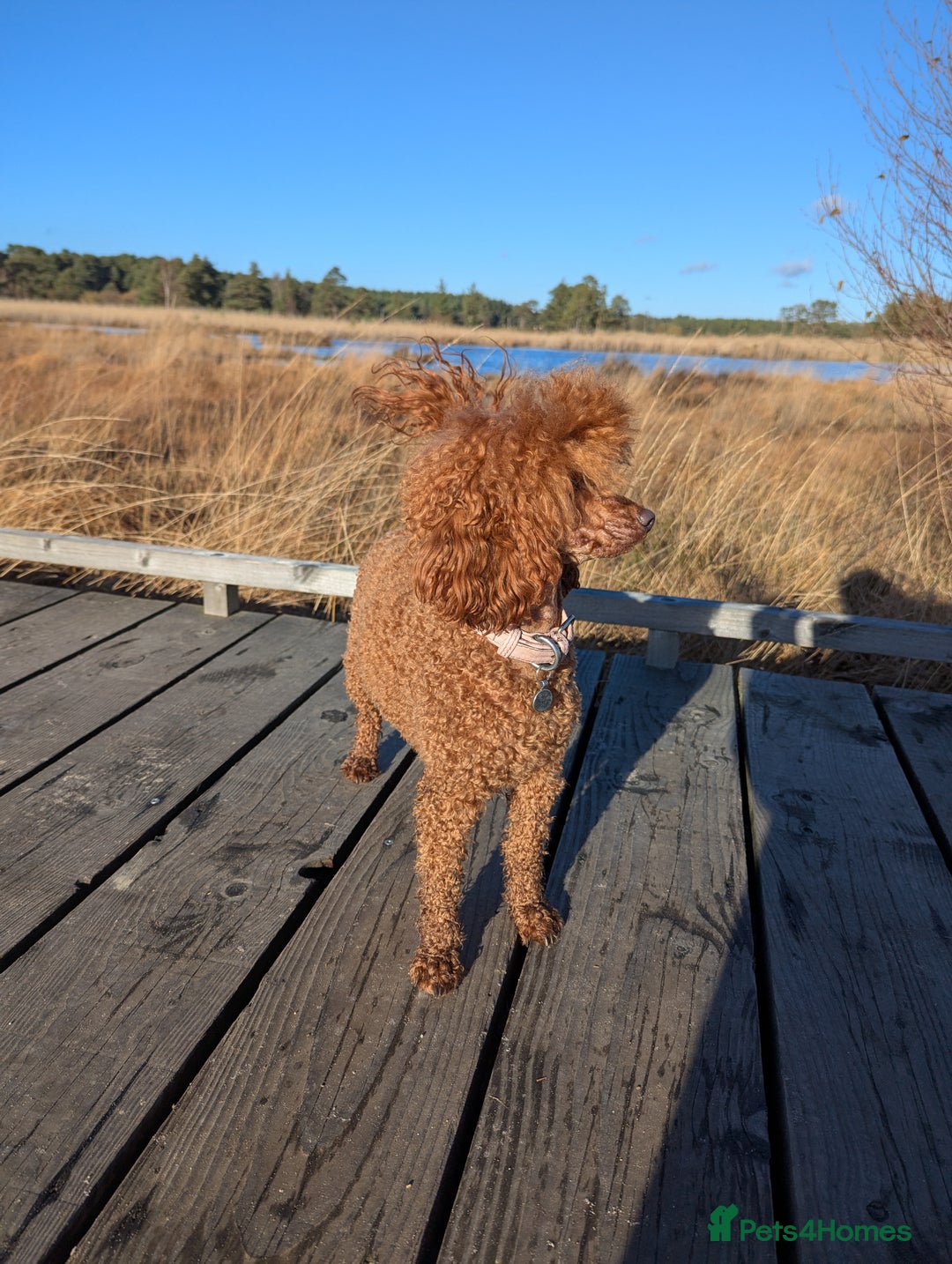 Miniature Poodle dogs for sale: Prestine pedigree poodles - Advert 2