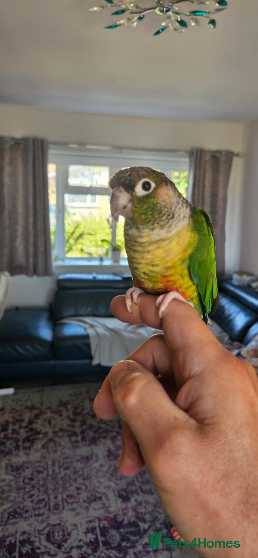 Conures birds Conure very tame for sale with cage - Advert 5