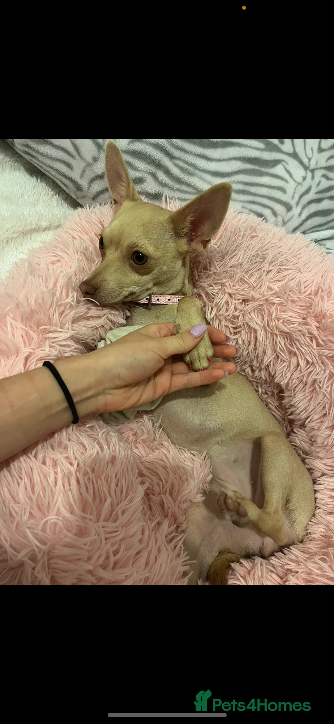 Chihuahua dogs for sale: Fluffy chihuahua girl 8 weeks old  - Advert 14