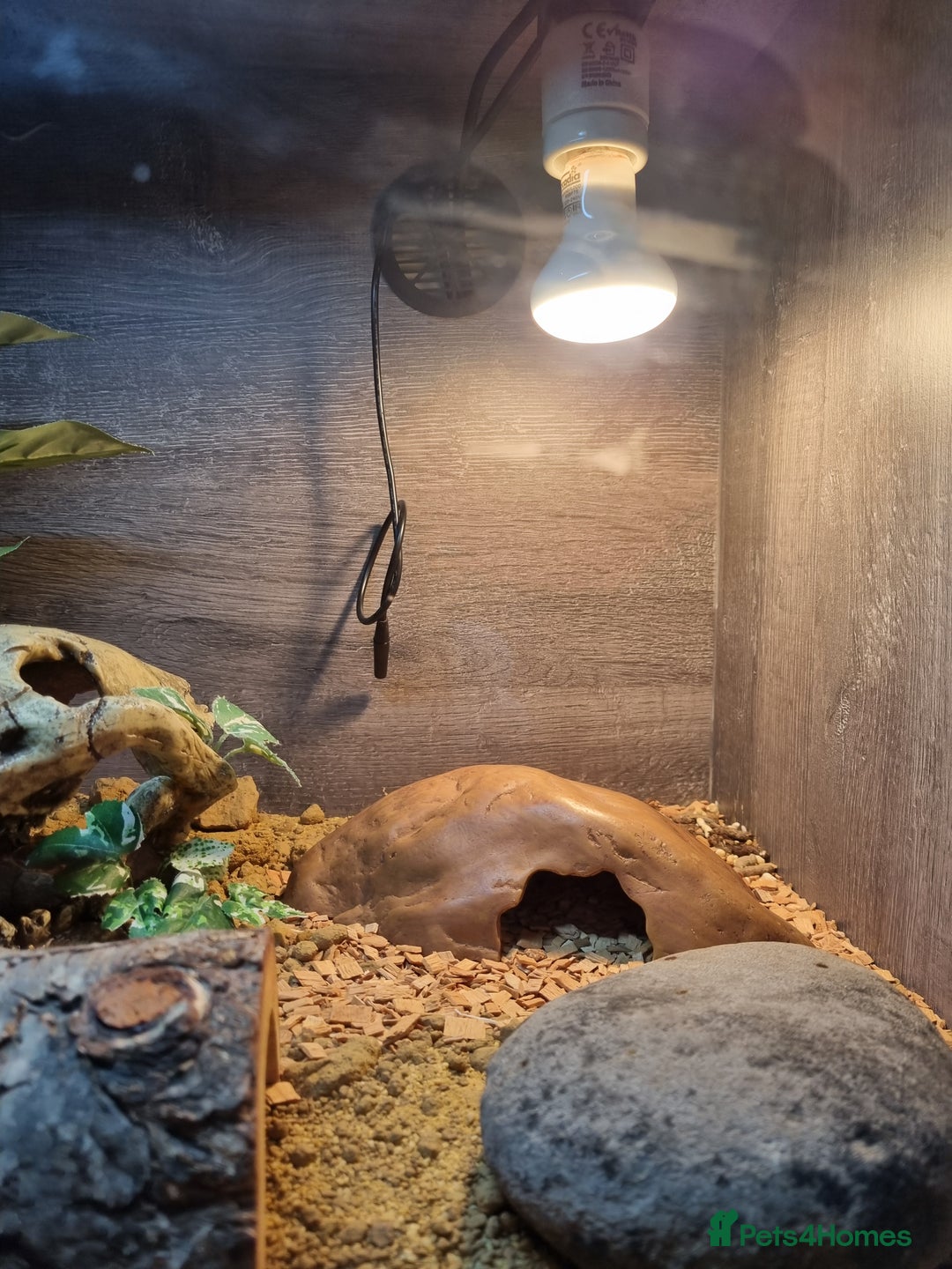 Gecko reptiles for sale: Leopard Gecko - Image 5