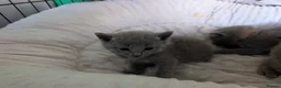 Russian Blue cats for sale: Stunning Russian Blue Kittens–Pedigree&TICA Reg - Advert 10
