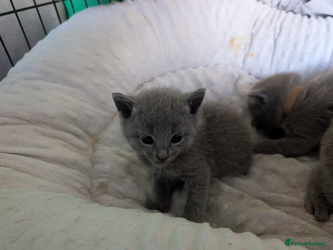 Russian Blue cats for sale: Stunning Russian Blue Kittens–Pedigree&TICA Reg - Advert 10
