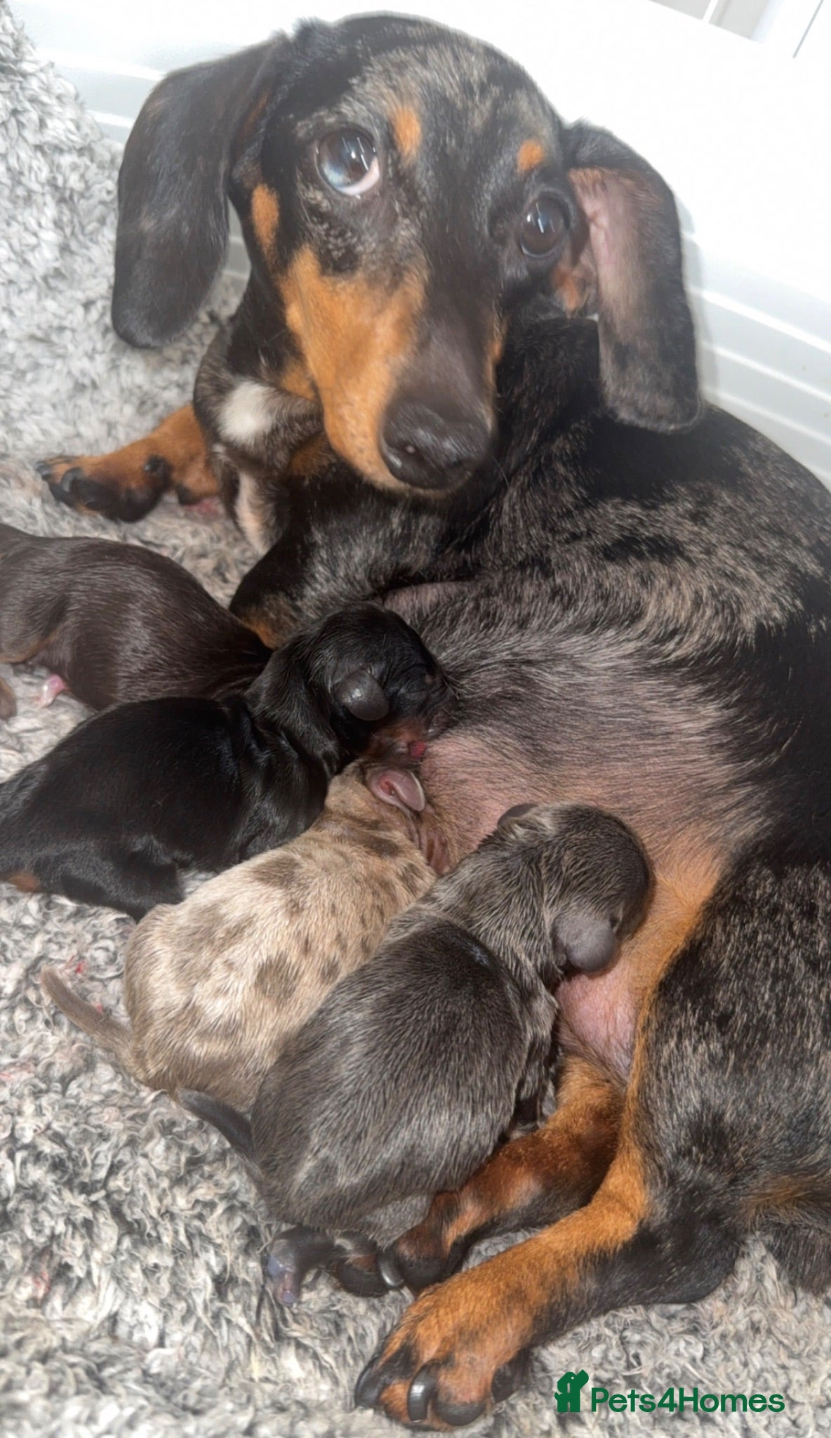 Miniature Dachshund dogs Miniature Dachshunds  - Advert 2