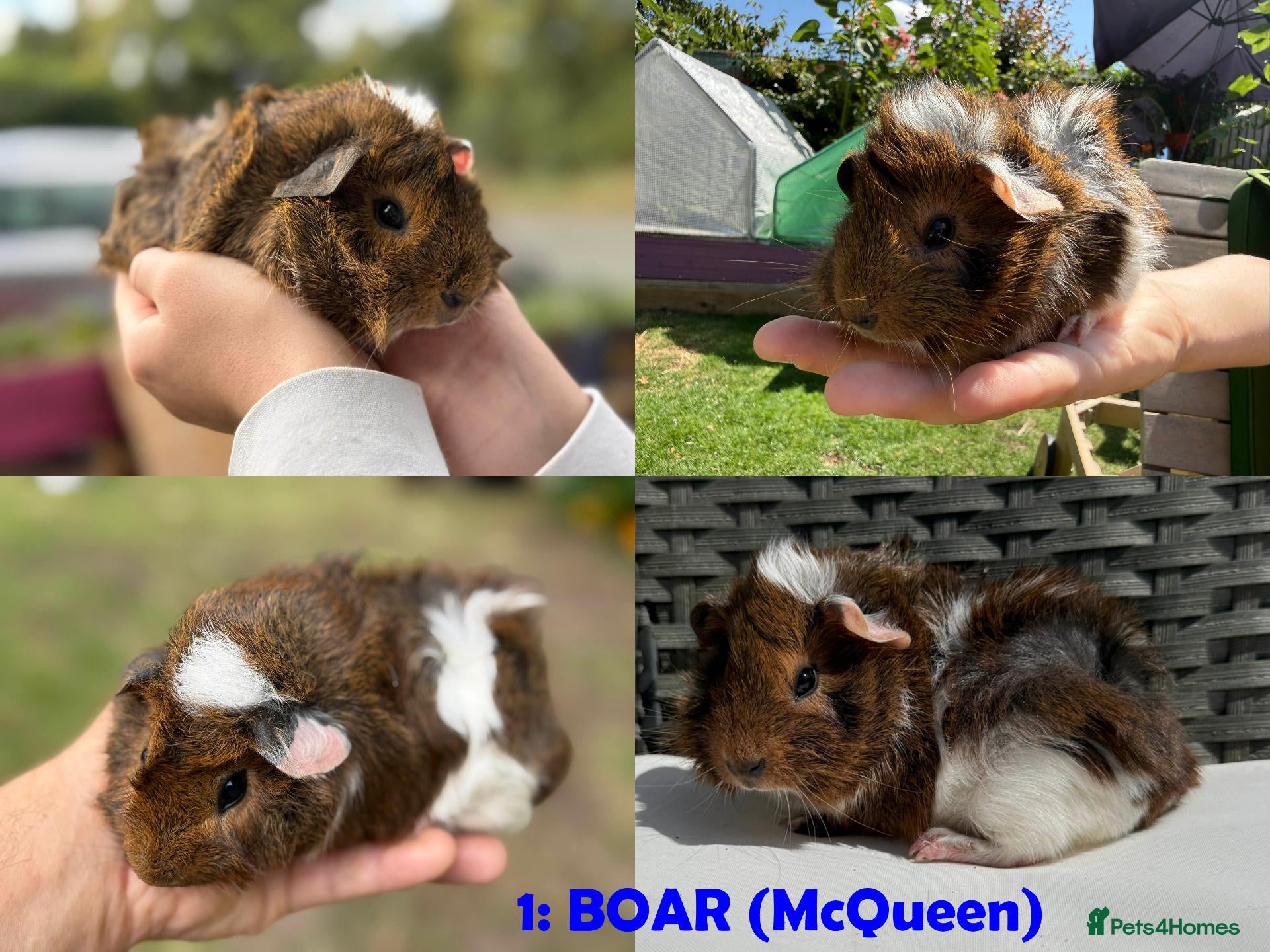 Guinea Pig rodents Guinea Pigs - Ready Now - Advert 2
