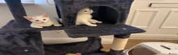 British Shorthair cats for sale: British shorthair cross in Luton - Advert 13
