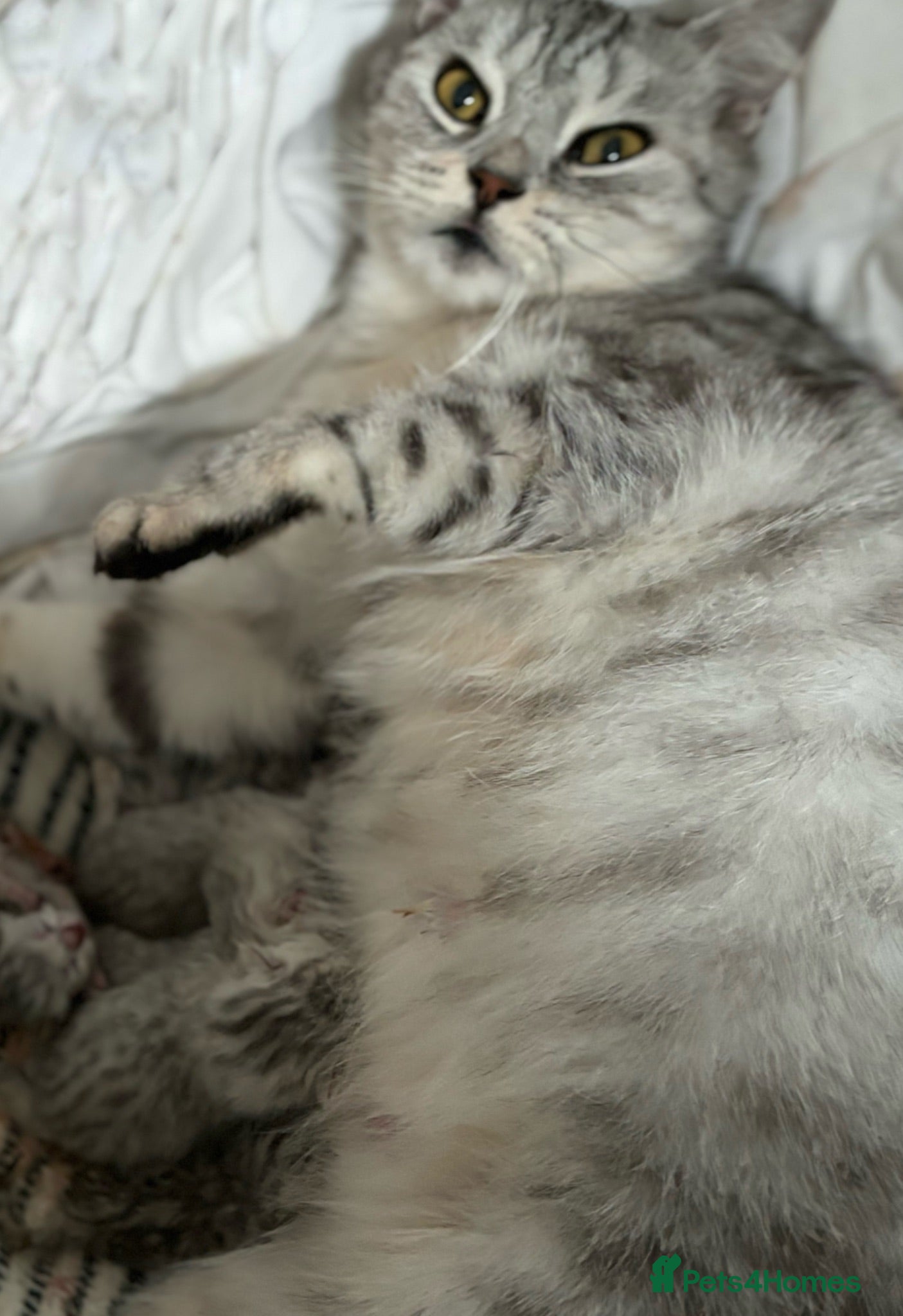 British Shorthair cats Stunning Snow Spot Kittens (GCCF) - Advert 12