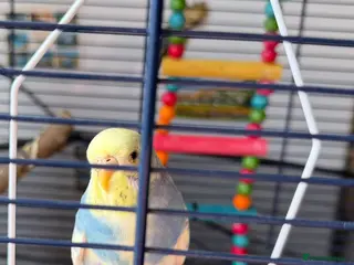Budgerigars birds beautiful budgie with cage/accessories - Advert 14