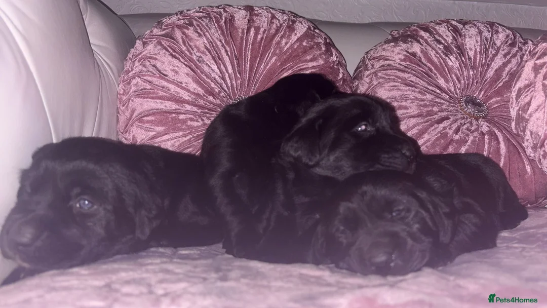 Goldador dogs for sale: Gorgeous Black Goldador Pups - Advert 5
