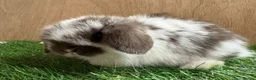 Mini Lop rabbits for sale: Beautiful friendly VHD vaccinated Mini Lop babies - Advert 4