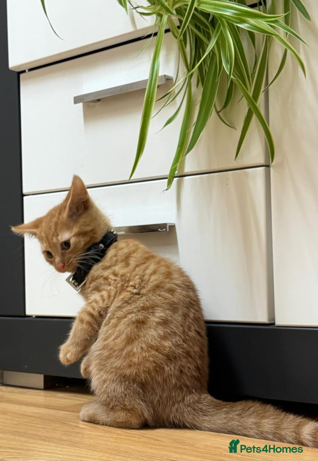 Mixed Breed cats for sale: Kittens ready to leave now  - Advert 13