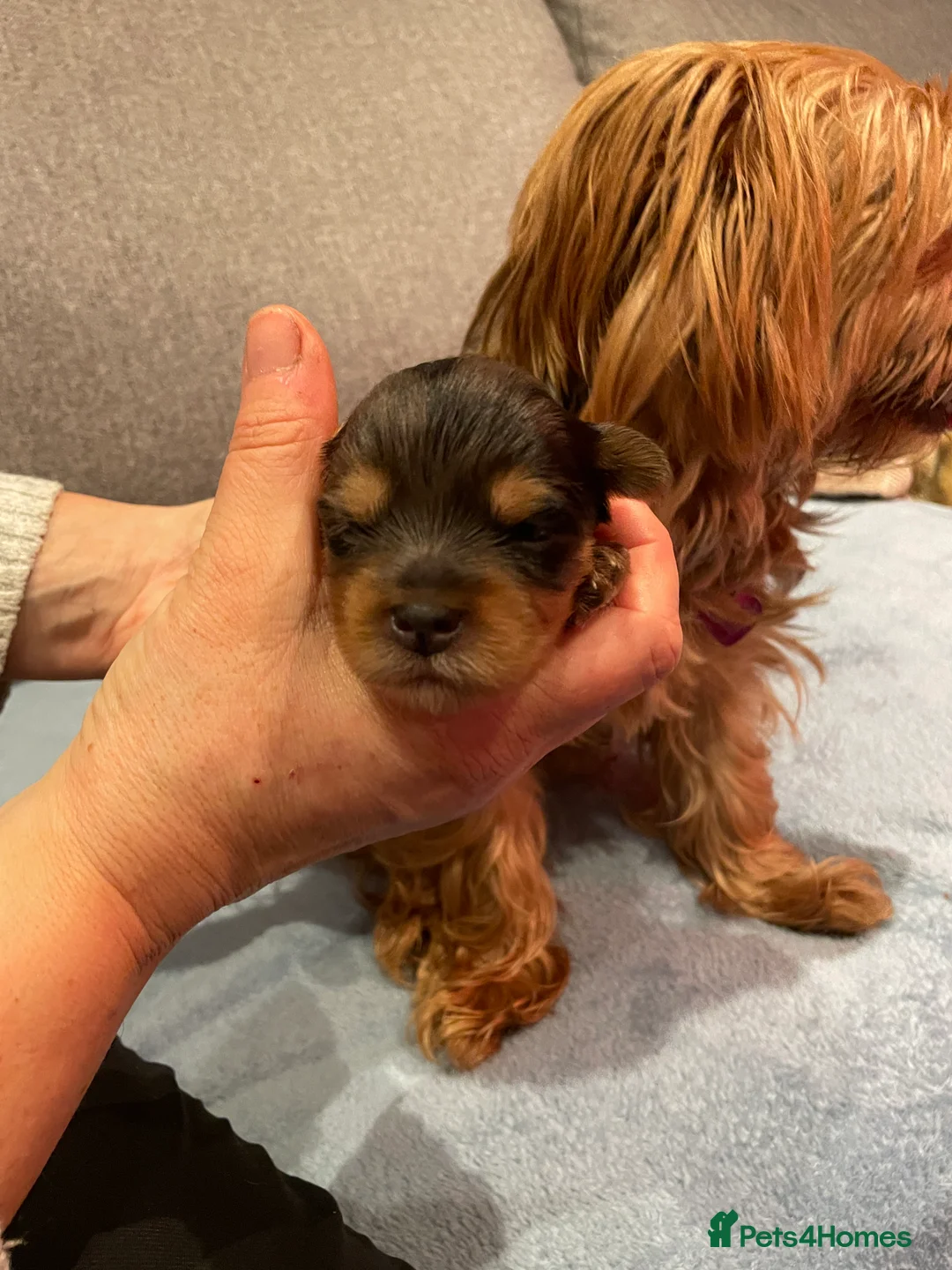 Yorkshire Terrier dogs for sale: Yorkshire Terrier puppies with pedigree in Southampton - Advert 4