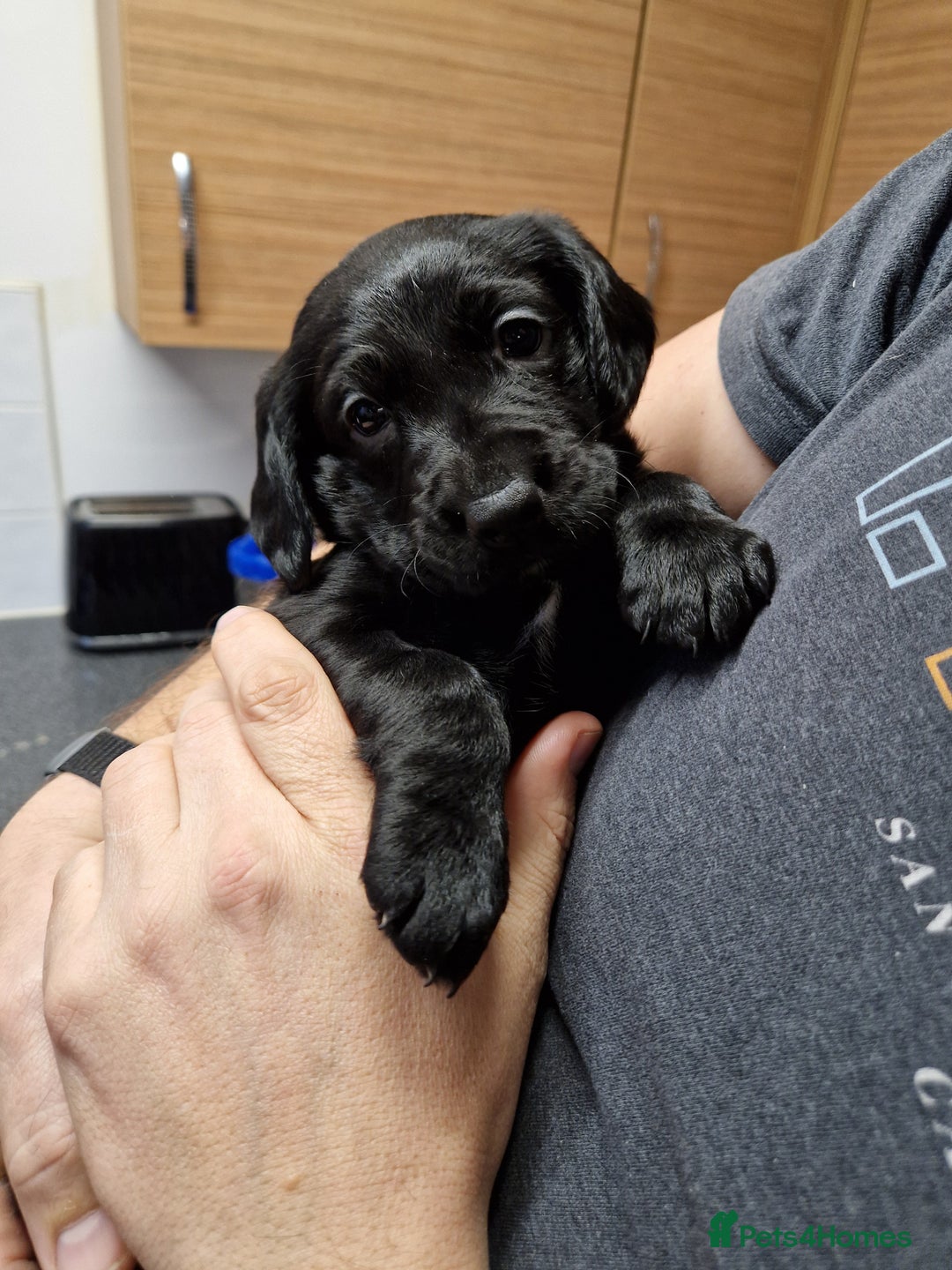 Cockerdor dogs for sale: Beautiful Female Cockador Puppy - Advert 7